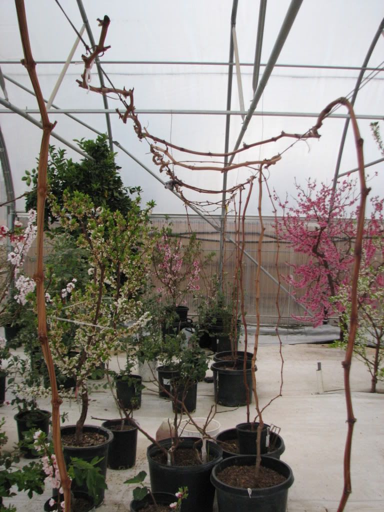 potted grapes photo Grapes2162012004.jpg